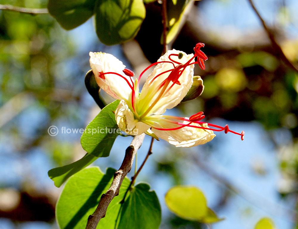 Lysiphyllum hookeri