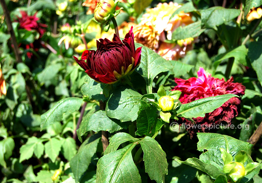 Dahlia Mingus Alex Foliage