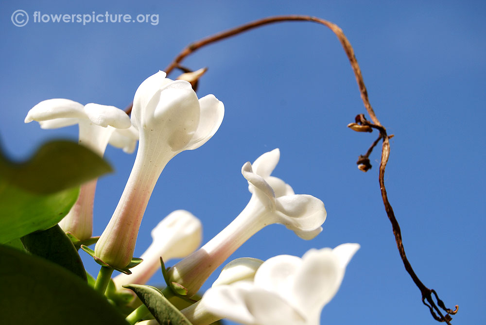 Madagascar jasmine