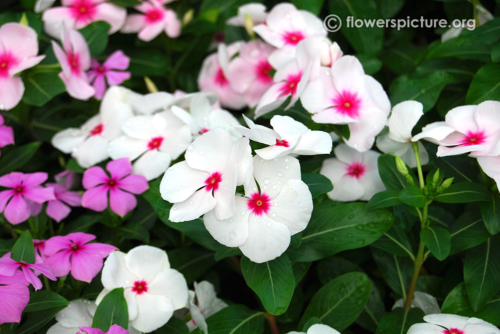 Madagascar periwinkle pink white