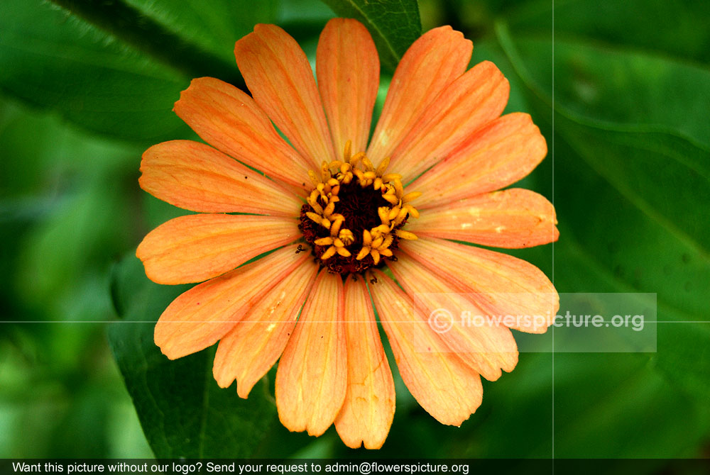 Magellan zinnia