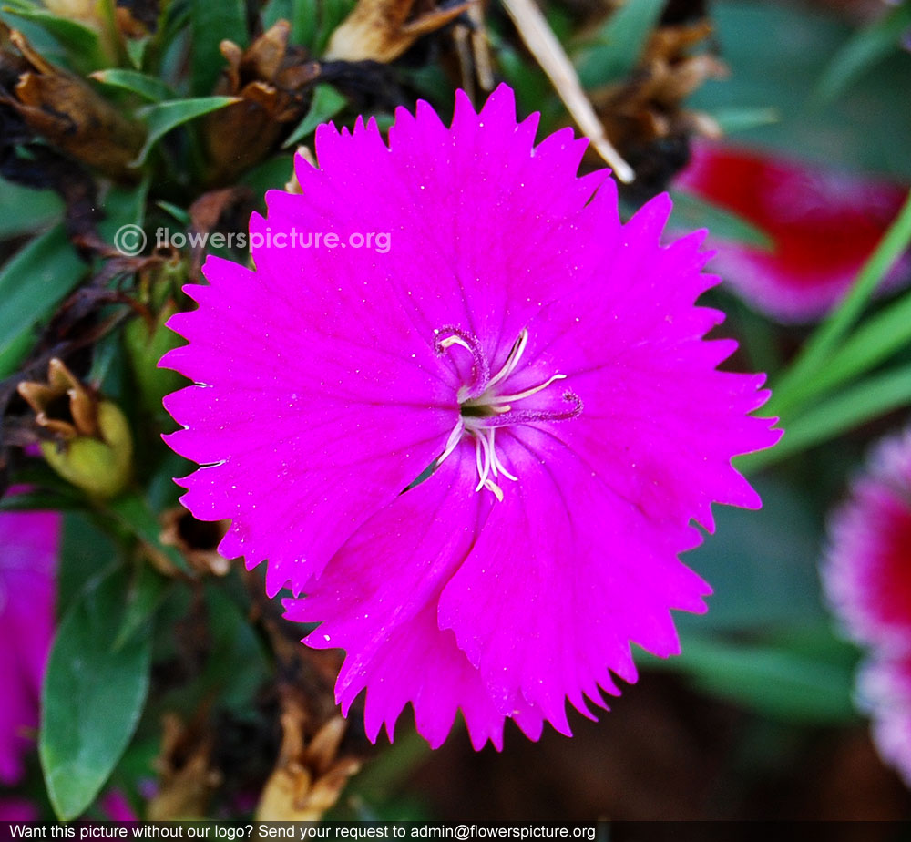 Magenta dianthus