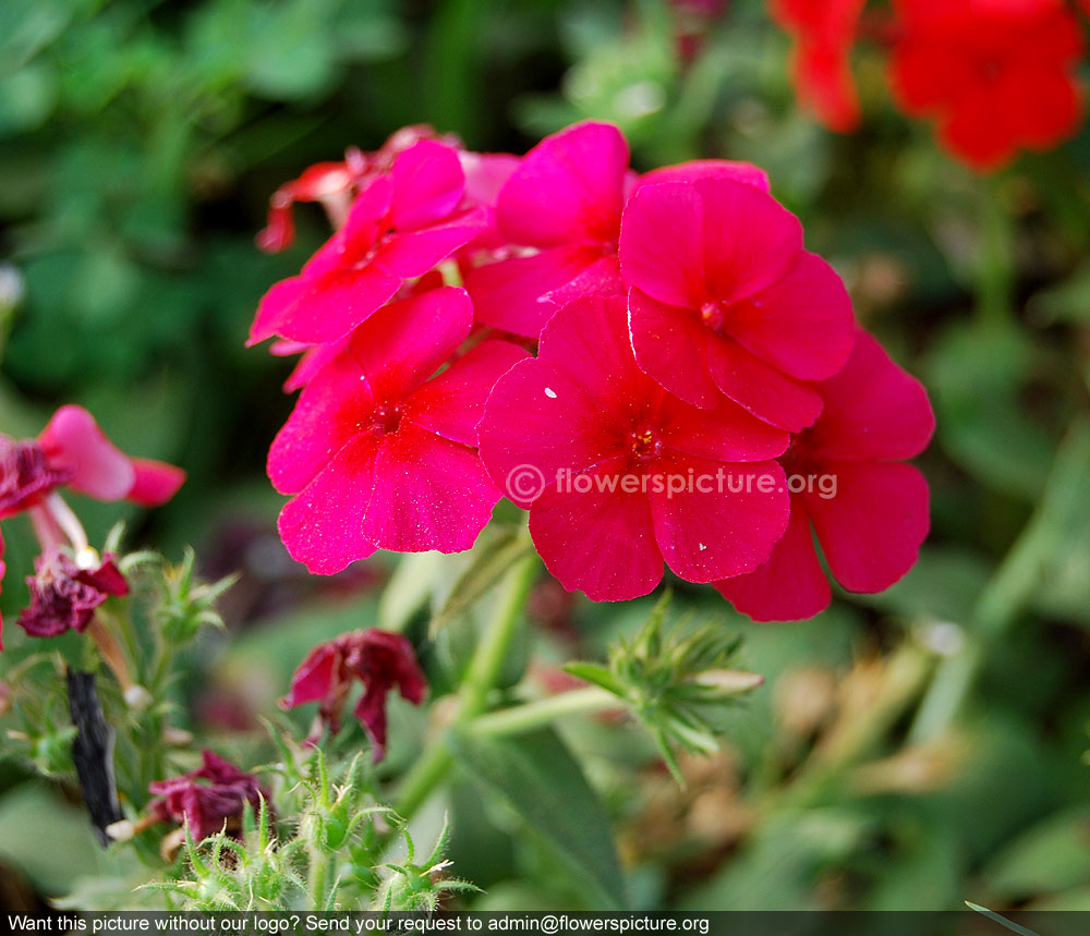 Magenta garden phlox