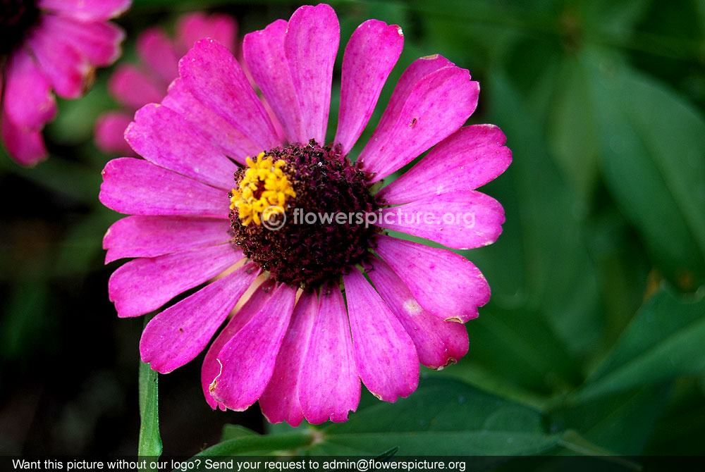 Magenta zinnia