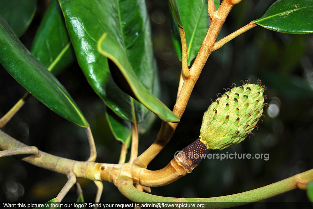 Magnolia fruit