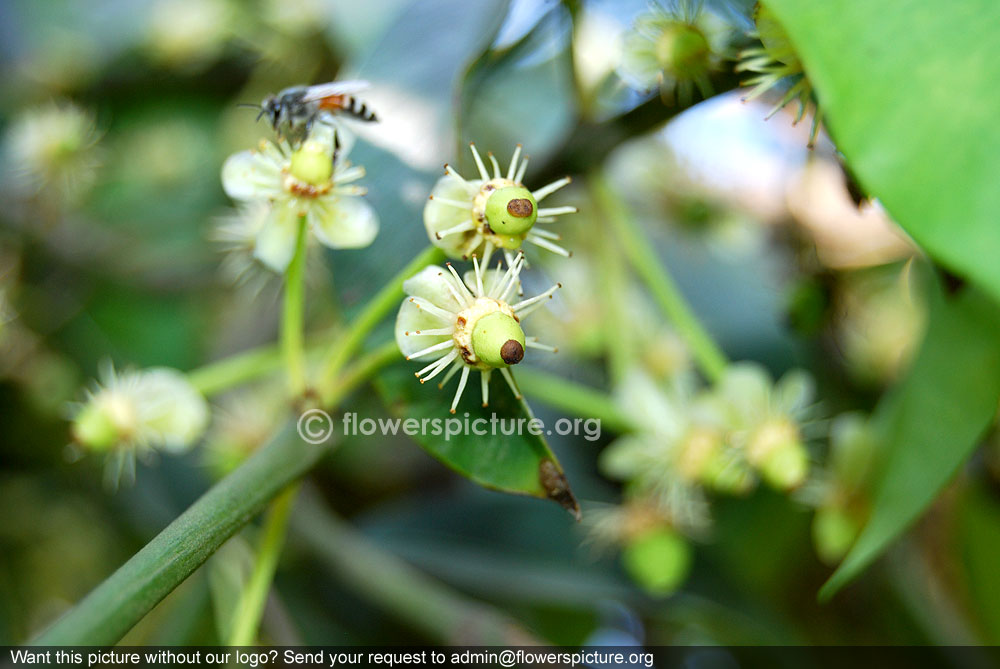 Malabar tamarind