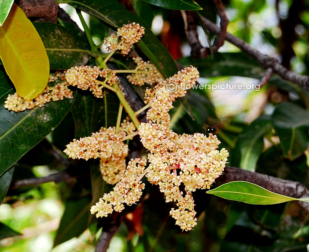 Mangifera indica