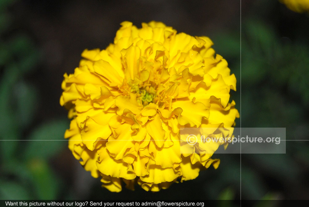 Marigold