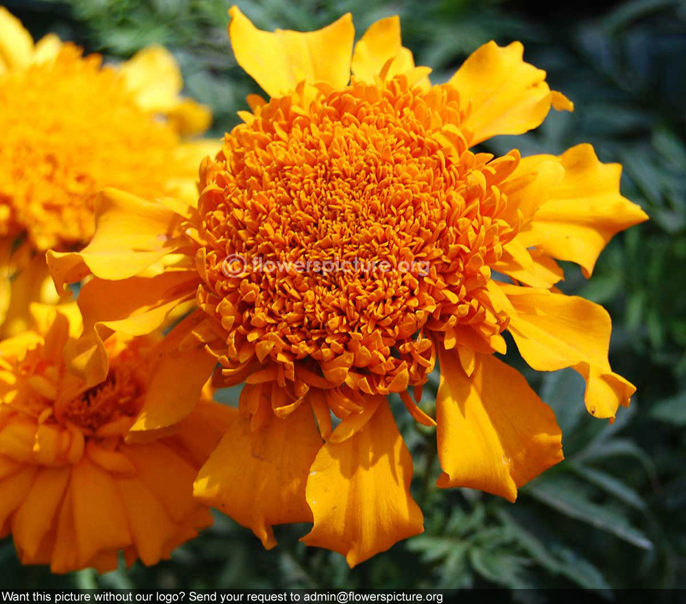 Marigold Orange