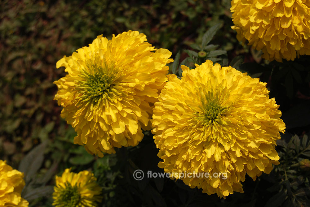 Marigold Yellow