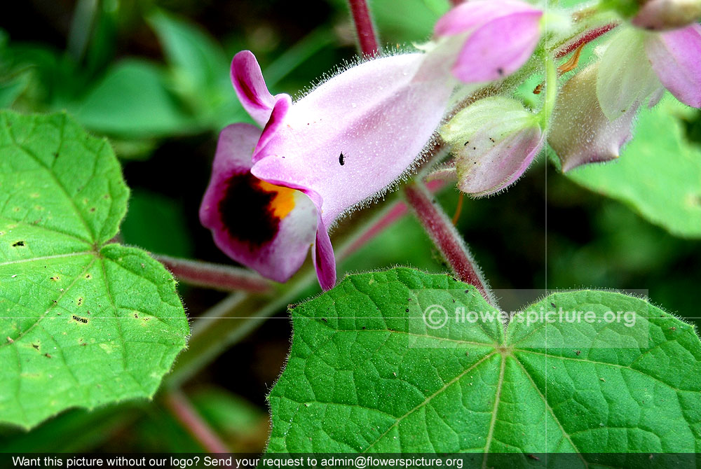 Martynia annua