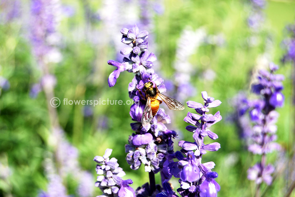 Mealy blue sage