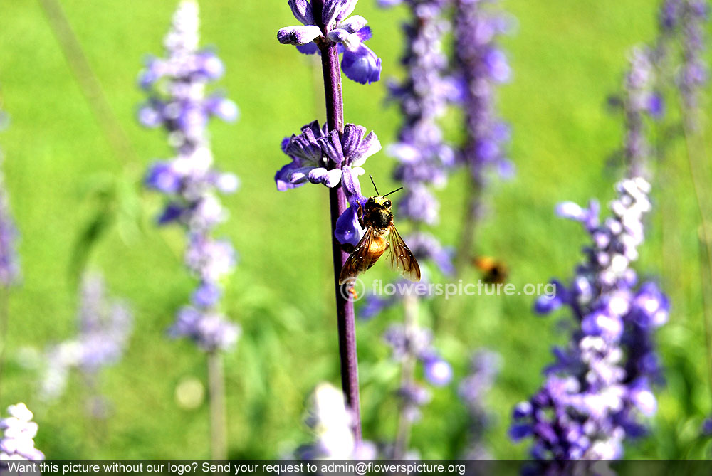 Mealycup sage with honey bee