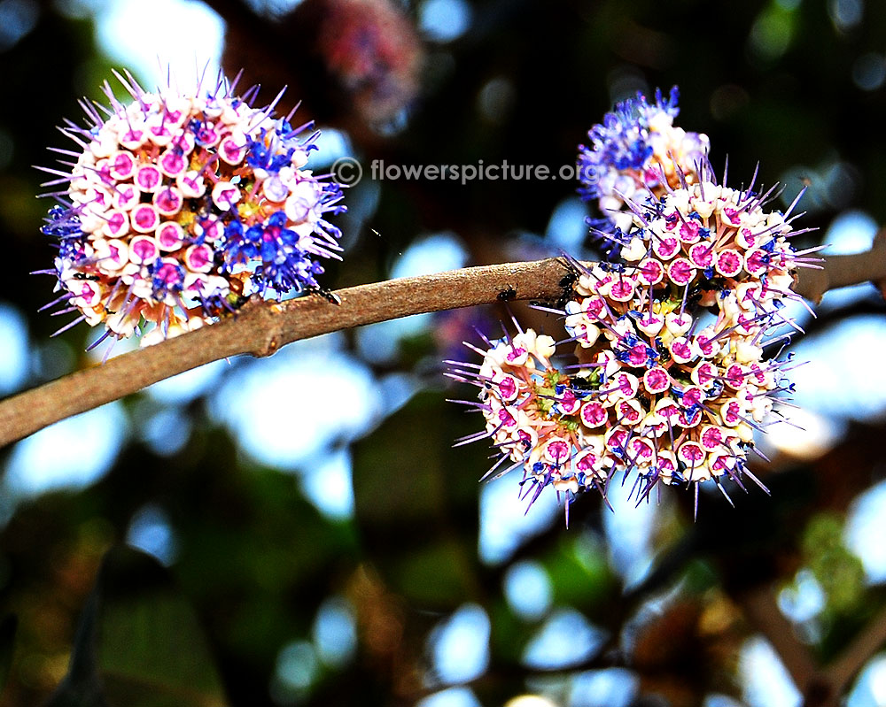 Memecylon umbellatum