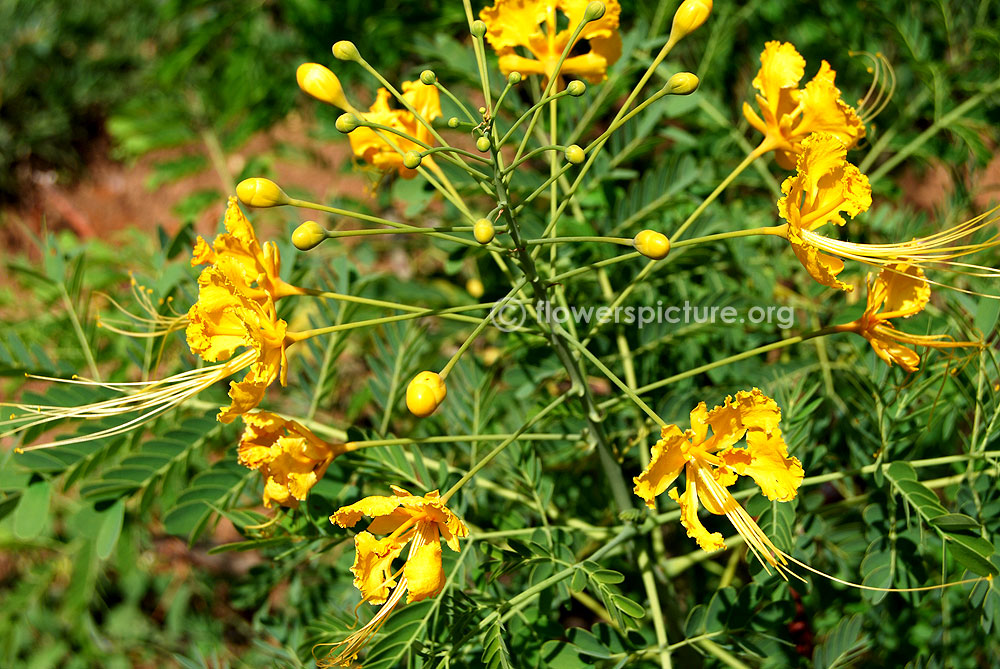 Mexican bird of paradise