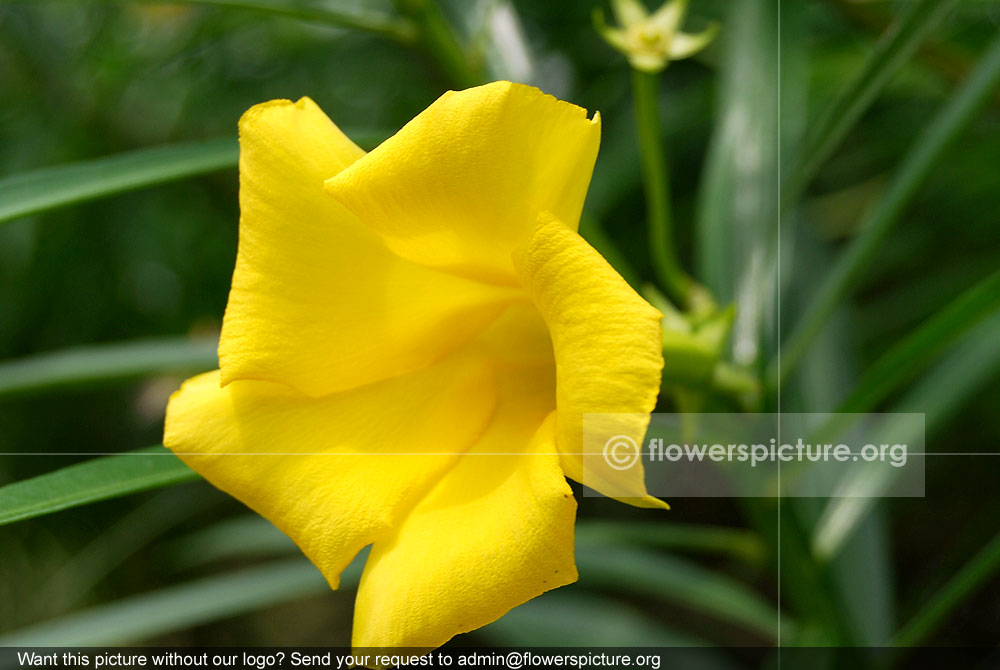 Mexican oleander