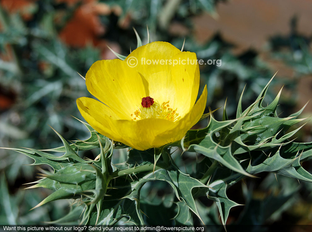 Mexican prickly poppy