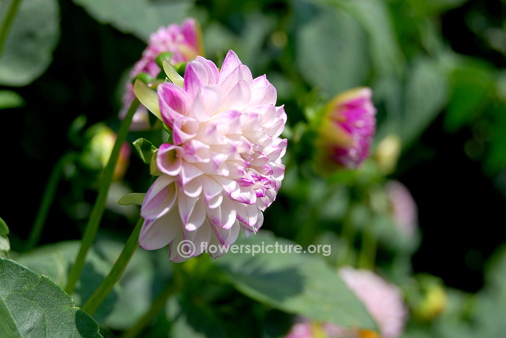 Mi wong dahlia flower-Side view