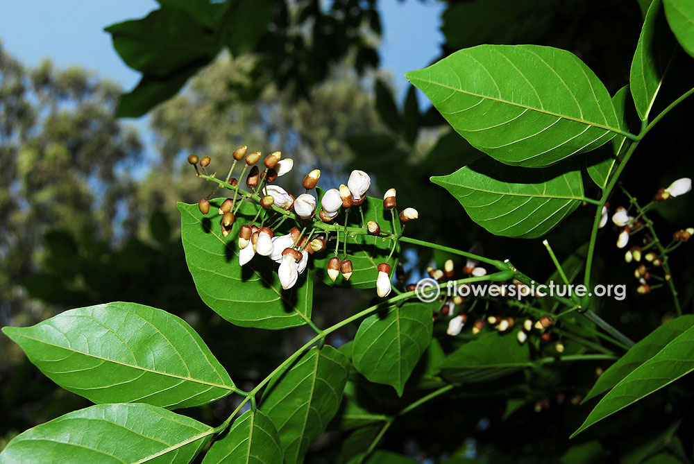 Millettia pinnata flower buds and leafs