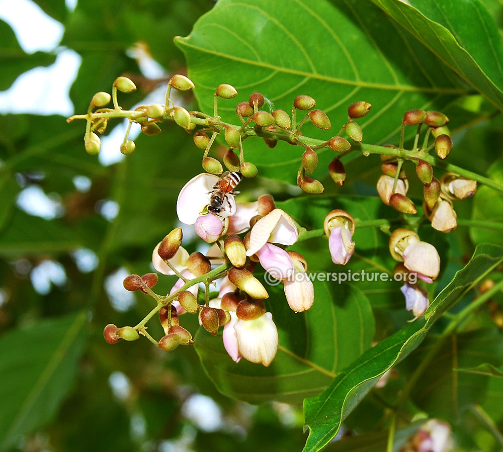 Millettia pinnata flower cluster with honey bee