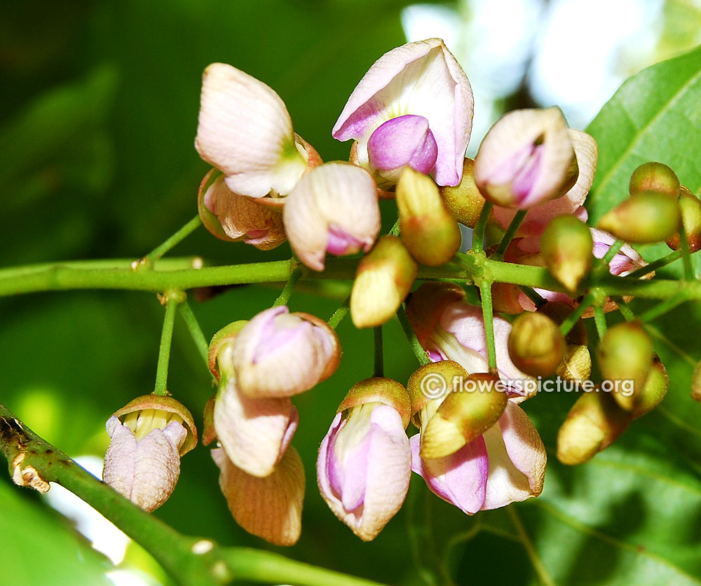 Millettia pinnata flowers