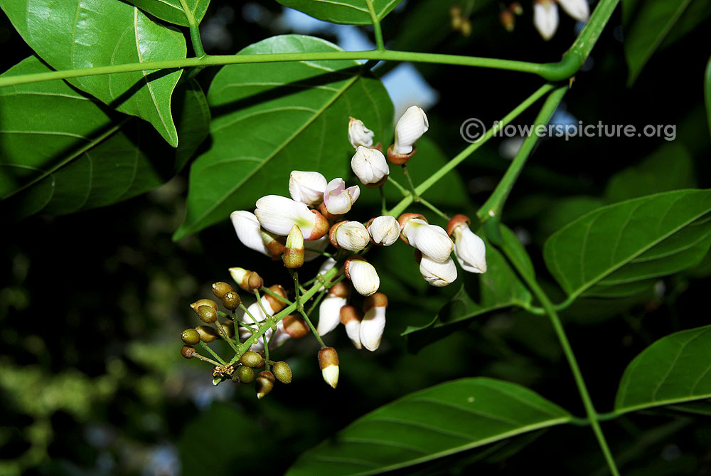 Millettia pinnata