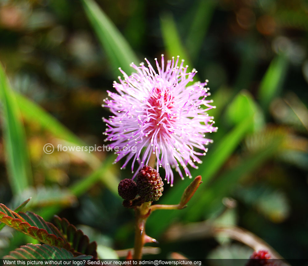 Mimosa hamata pink