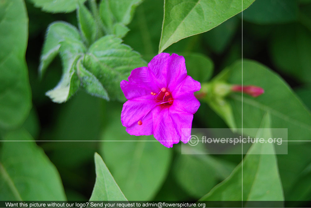 Mirabilis Jalapa