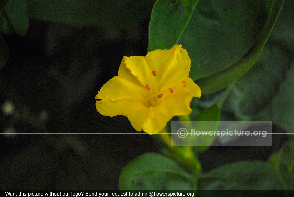 Mirabilis Jalapa Yellow