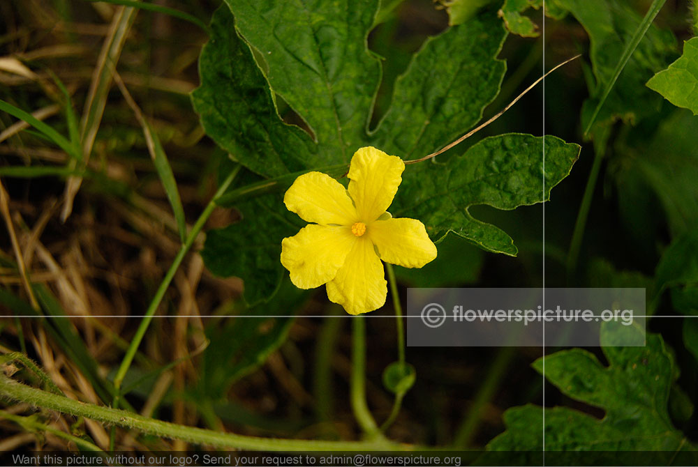 Momordica Charantia