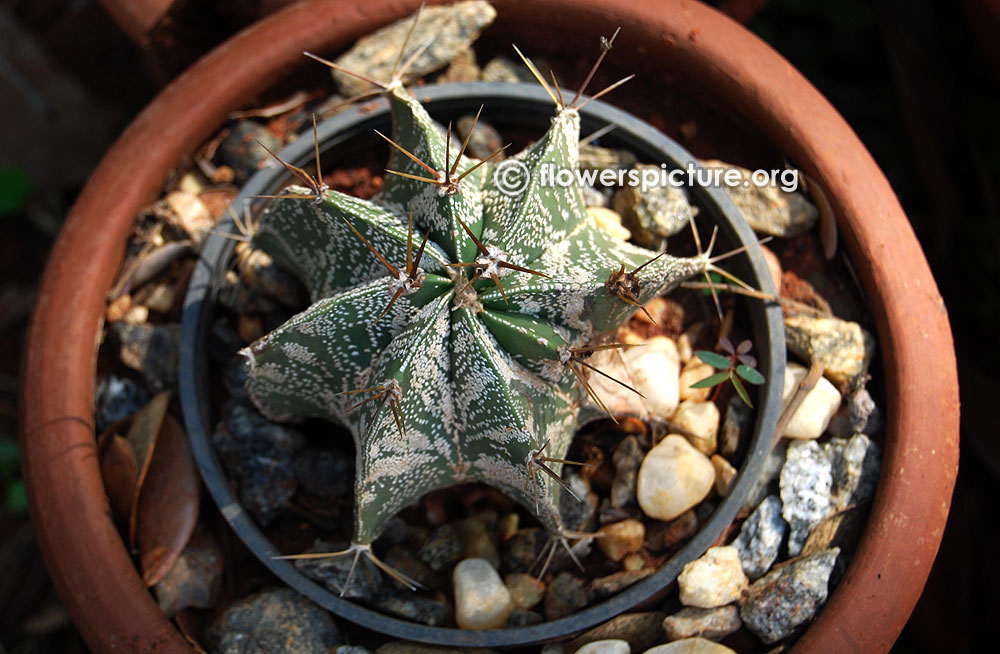 Monk's hood cactus