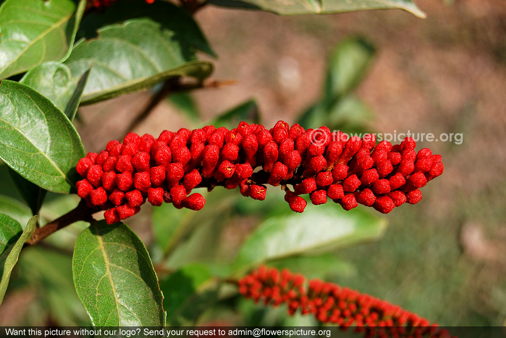 Monkey brush vine flower buds