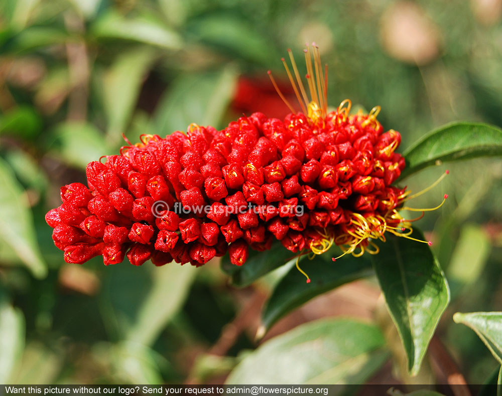 Monkey brush vine red