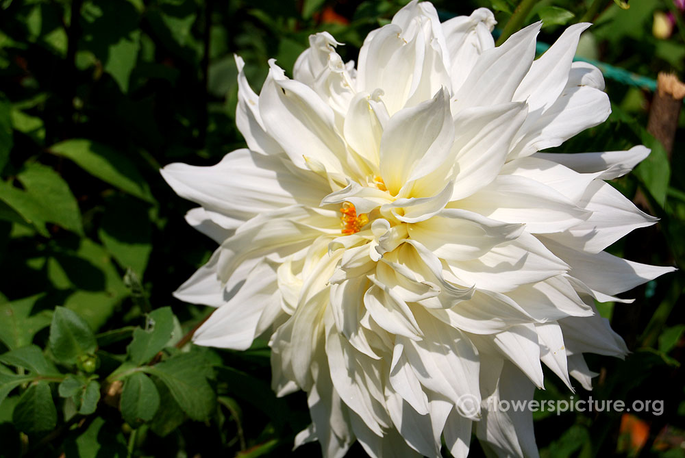 Moonstruck dahlia