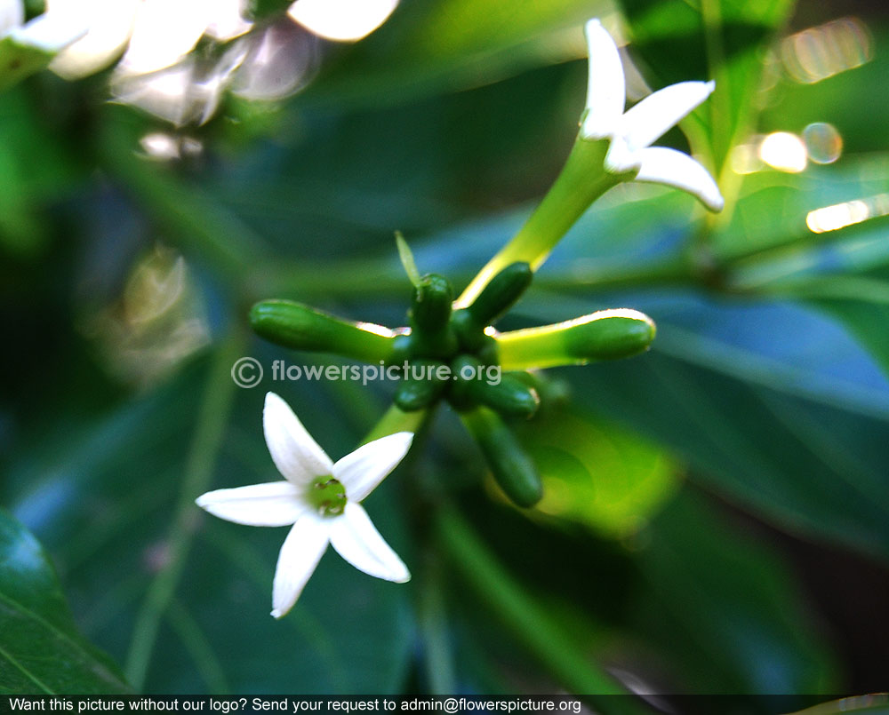 Morinda pubescens