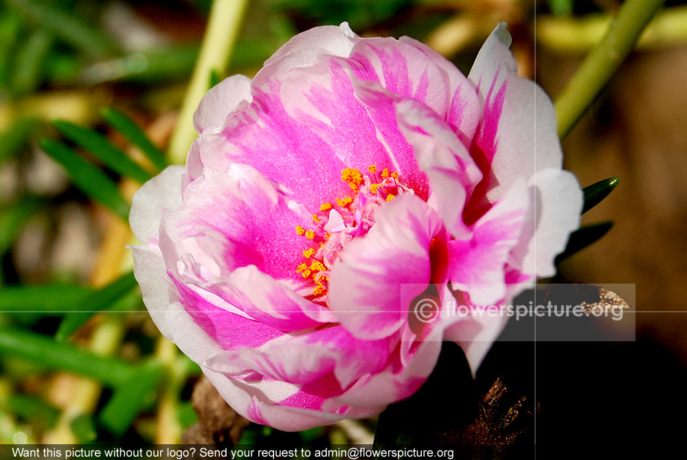 Moss rose