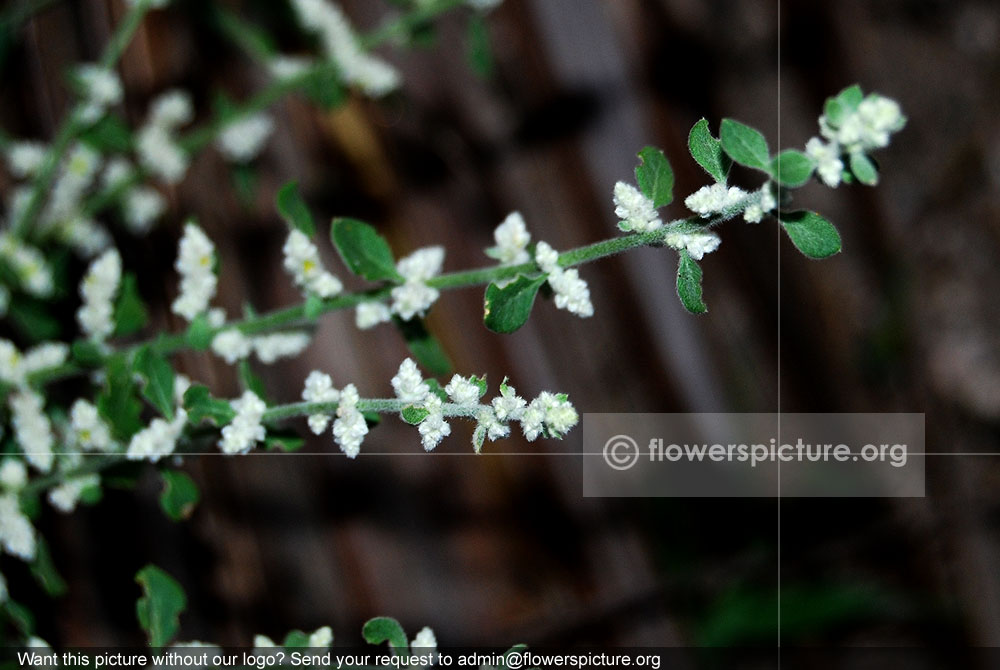 Mountain knotgrass