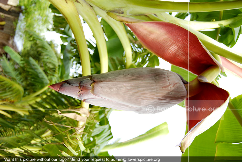 Musa Paradisiaca