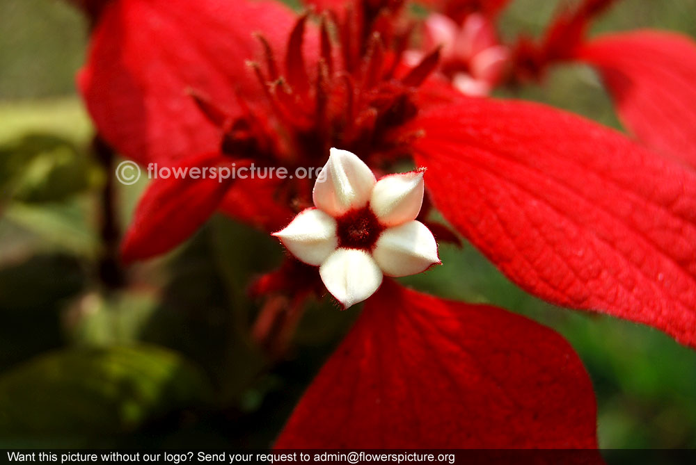 Mussaenda erythrophylla