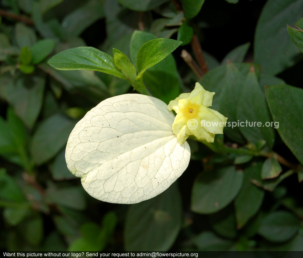 Mussaenda luteola