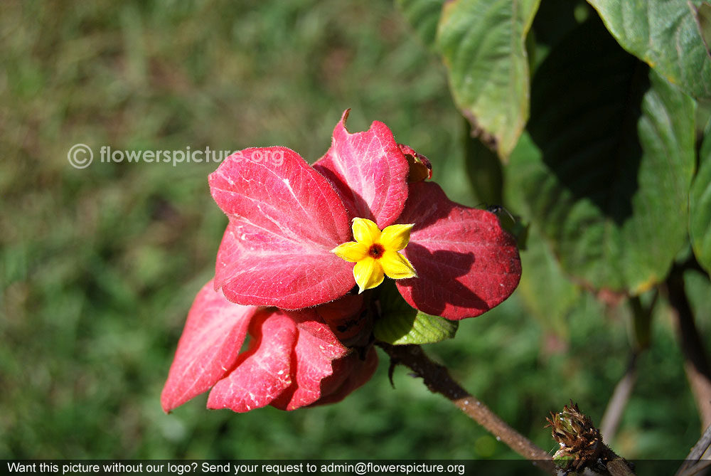 Mussaenda