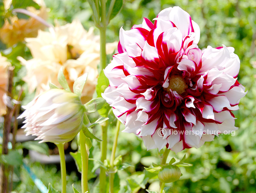 Myrtles brandy dahlia