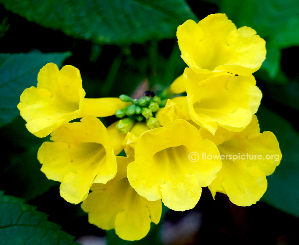 Narrow leaf yellow bells