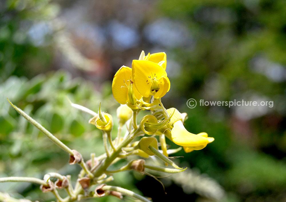 Necklace pod flower