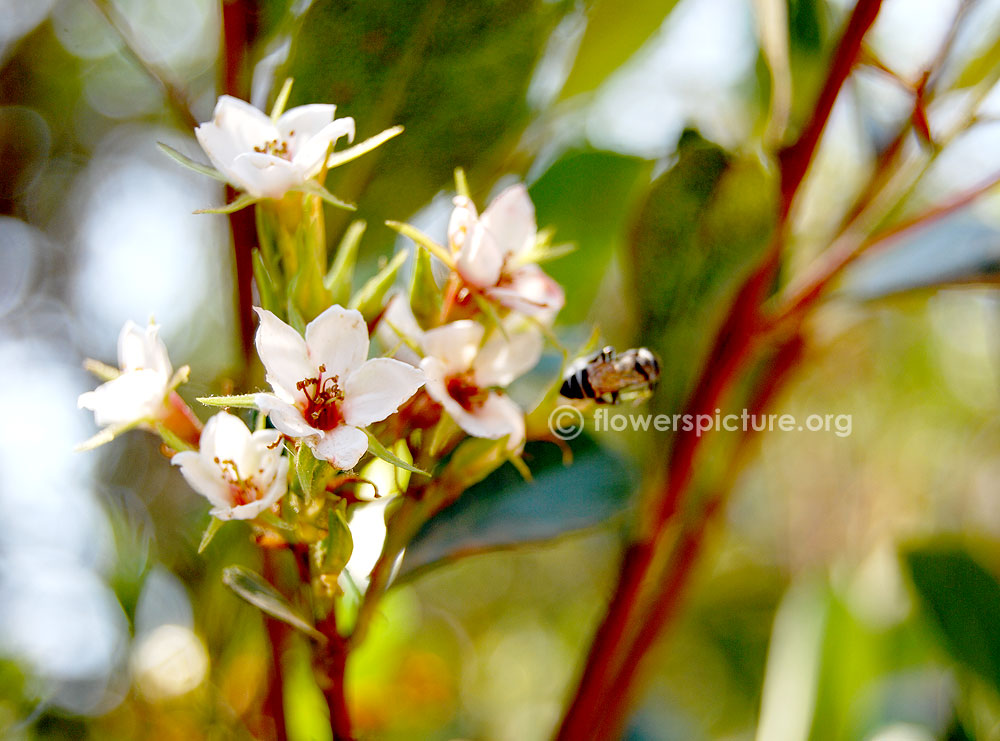 Neillia rubiflora