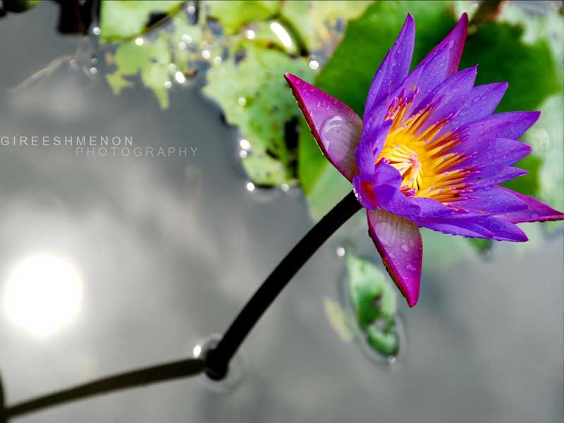 Nelumbo purple