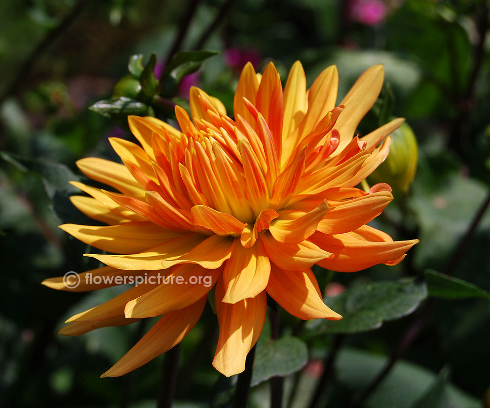 Sugar cane dahlia