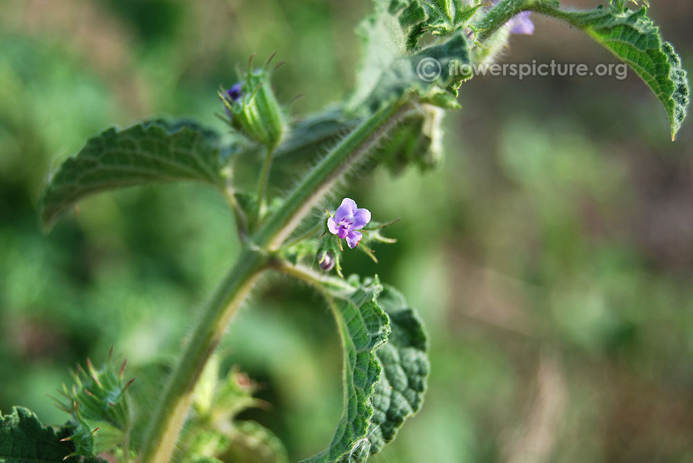 Nepeta Laevigata