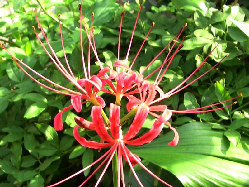 Nerine sarniensis