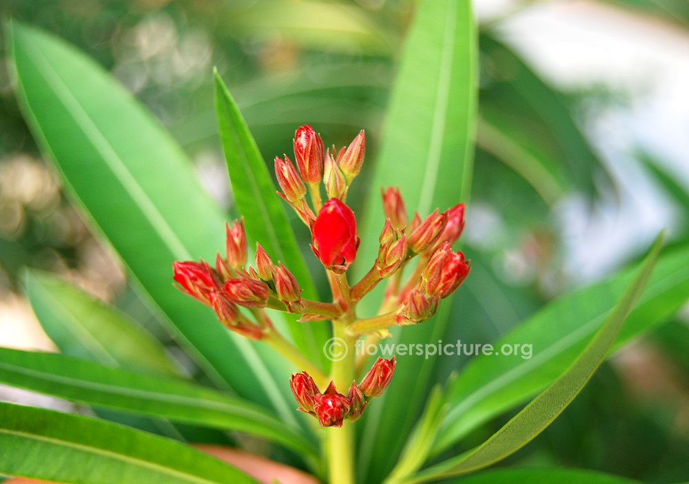 Nerium oleander flower buds